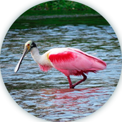 Ruta las aves