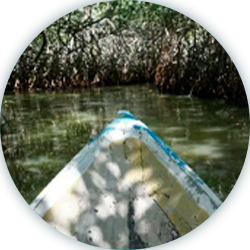 Ruta piangua y manglar