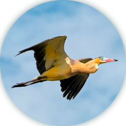 Ruta de las aves Casanare