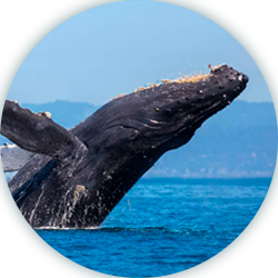 Ruta Ballenas Tumaco