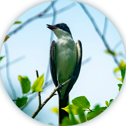 Ruta aves
