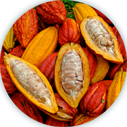 Ruta chocolate