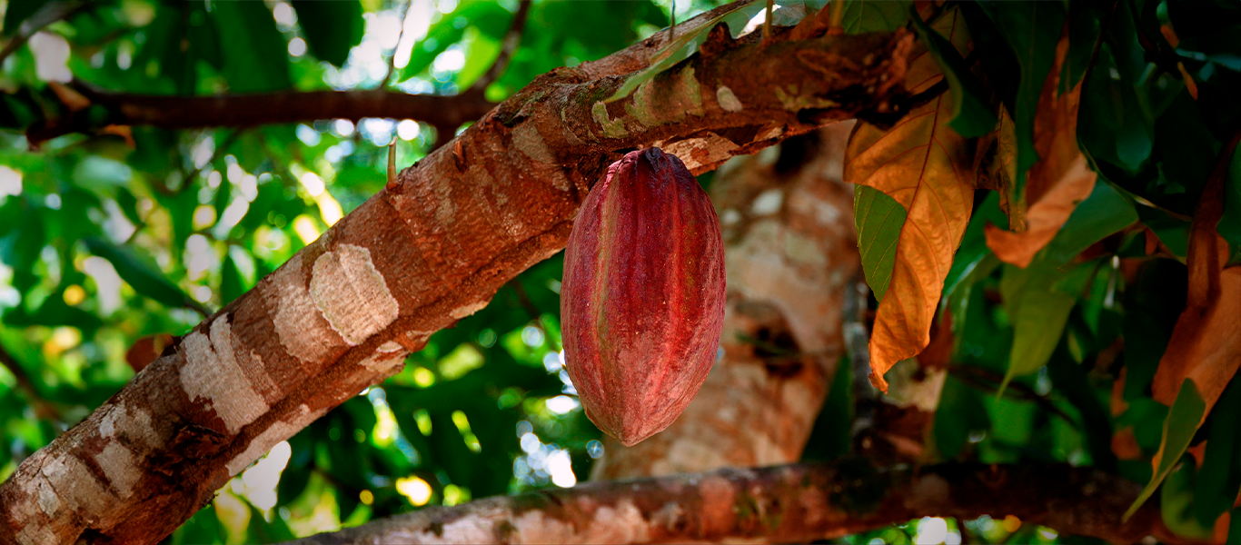 Ruta chocolate