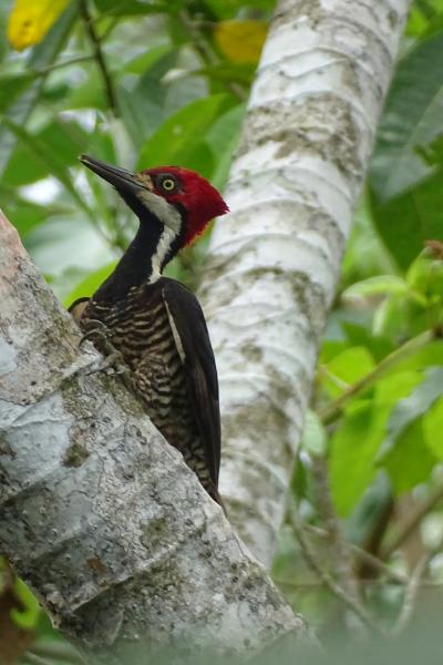 Campephilus gayaquilensis - Jsecada17