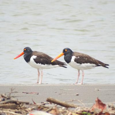 Haematopus palliatus - Jsecada17