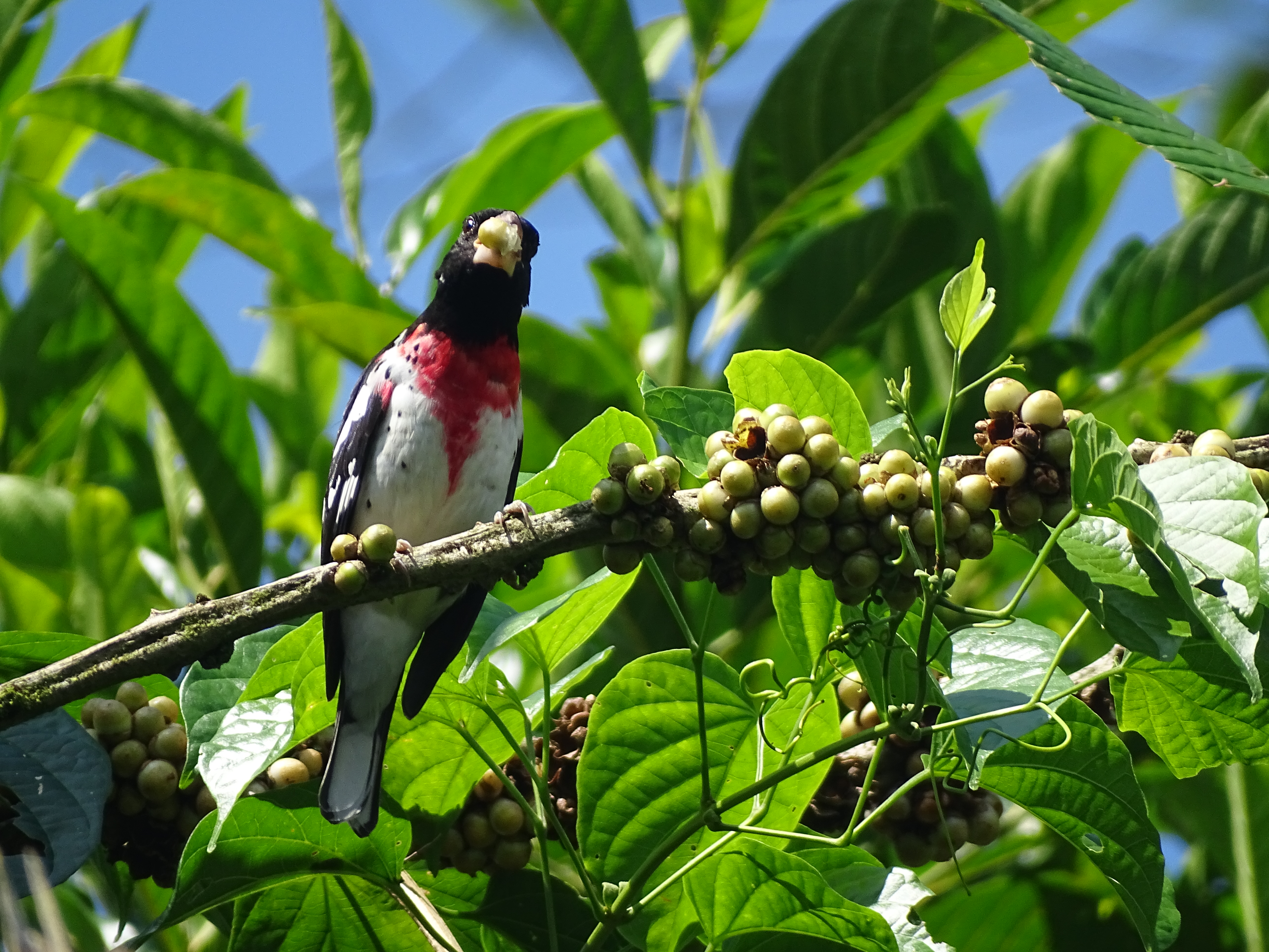 Ruta aves