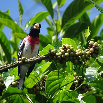 Pheucticus ludovicianus-Jsecada17