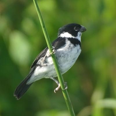 Sporophila corvina-Jsecada17