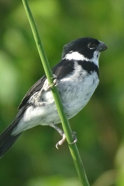 Sporophila corvina-Jsecada17