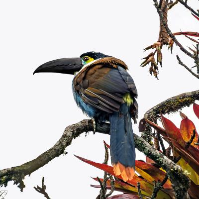 Black Billed Mountain Toucan