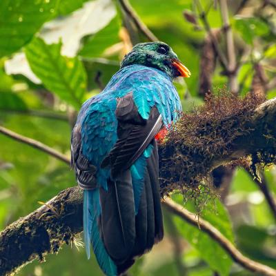 Golden Headed Quetzal