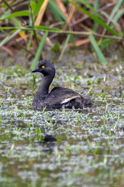 Least Grebe