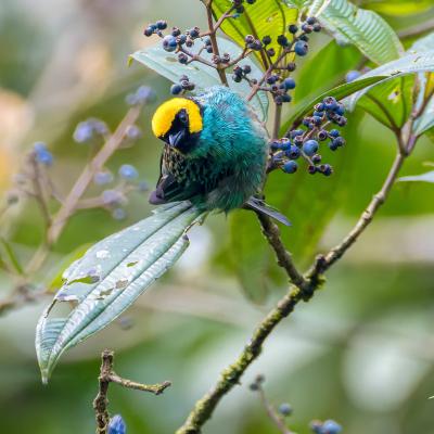 Saffron Crowned Tanager