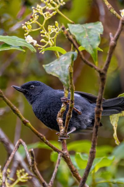 White Sided Flowerpiercer