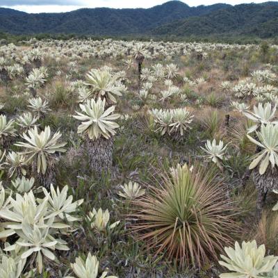 Frailejones La Cocha